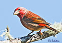 Carpodacus purpureus